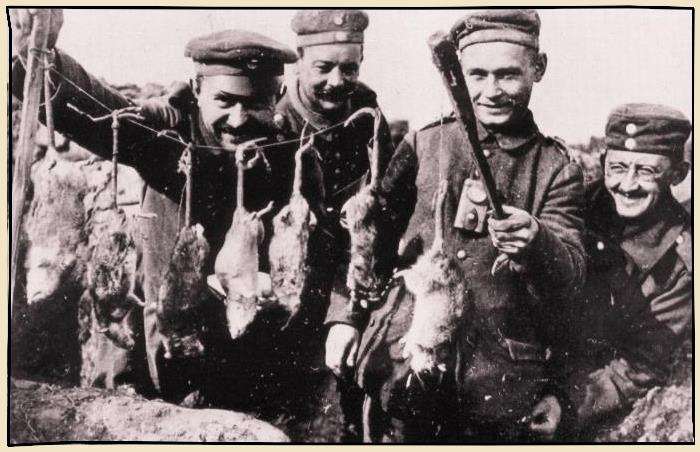 Les rats dans les tranchées en 1914